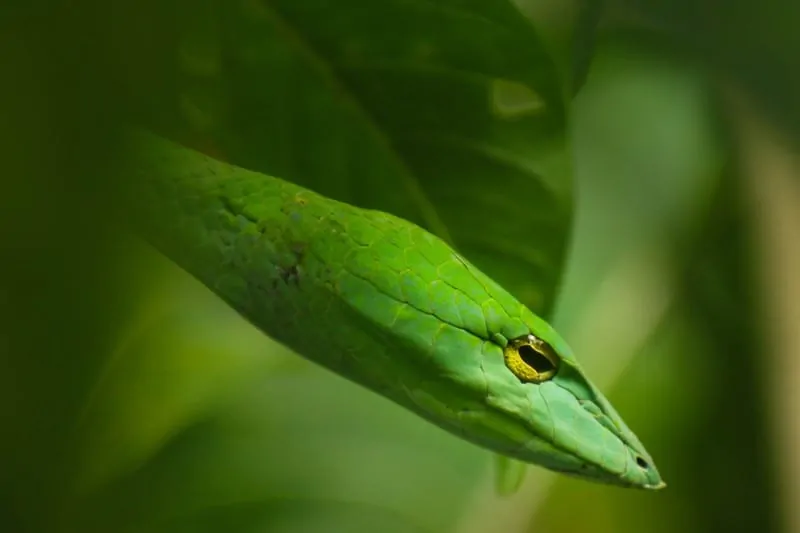 dream about green snakes