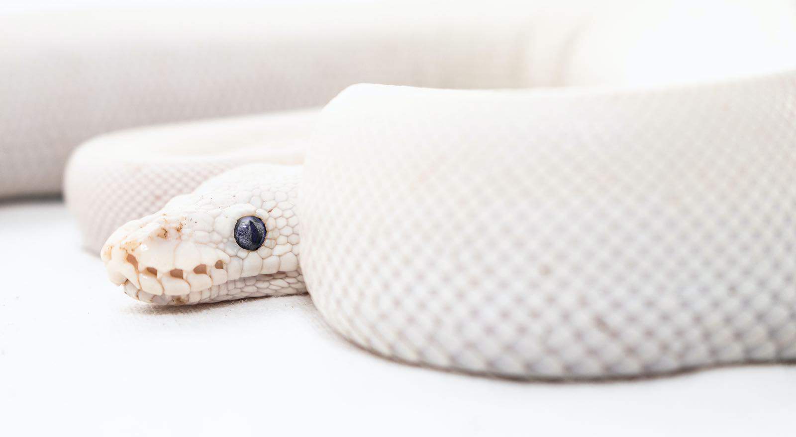 Dreaming of Snakes? Discover What This Can Teach You About Your Life!