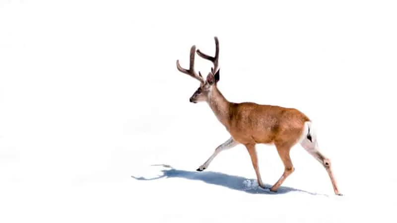 deer messenger animal