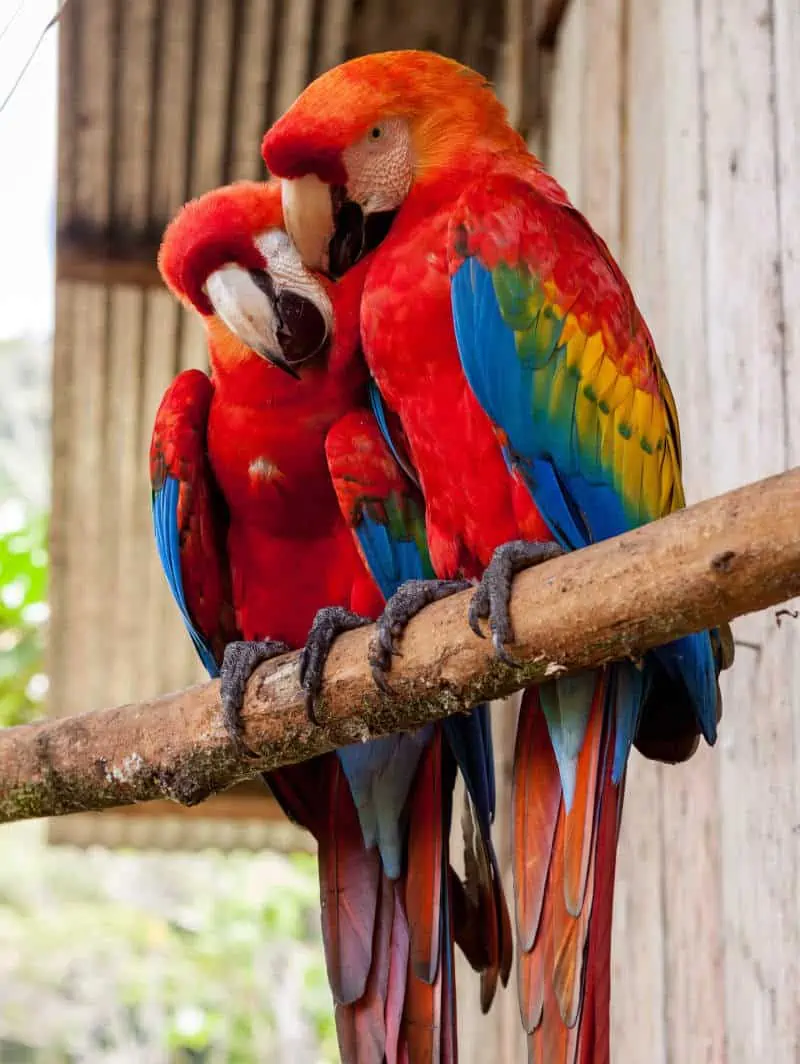 gemini spirit animal parrot