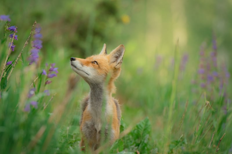 gemini spirit fox