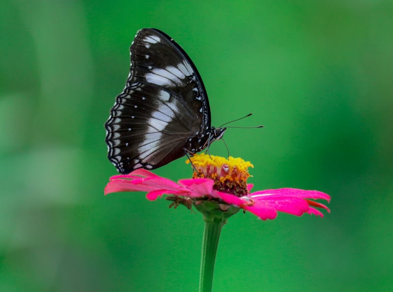 spiritual meaning of a black butterfly