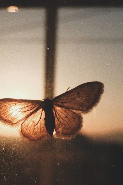 spiritual meaning of a butterfly guide