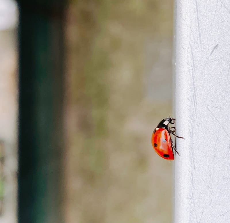 spiritual meaning of a ladybug in your house