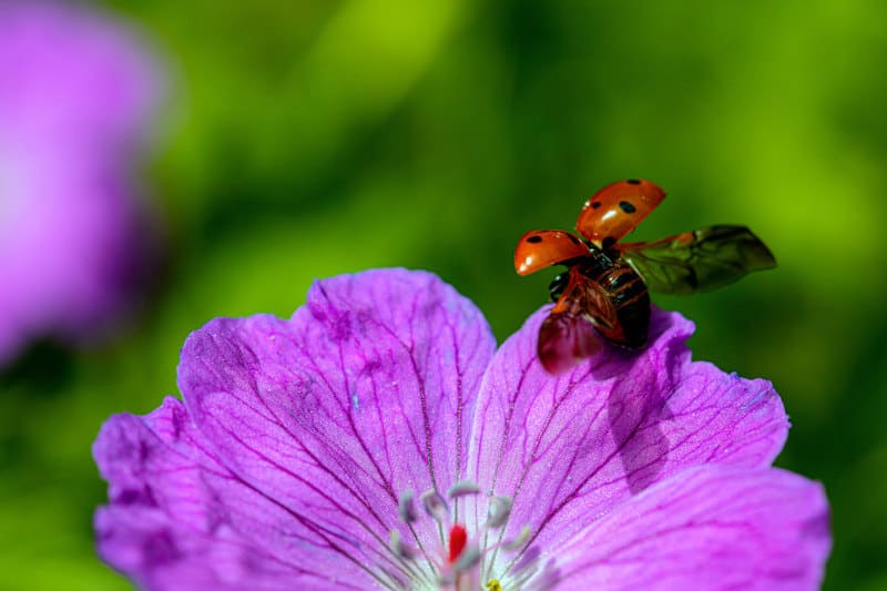 spiritual meaning of a ladybug landing on you