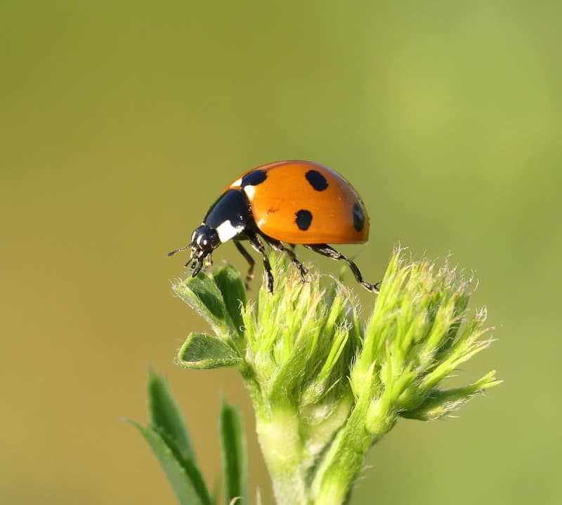 The Spiritual Meaning of a Ladybug - Does It Mean Good Luck?