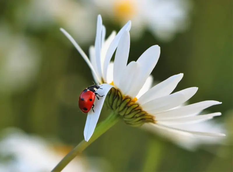 spiritual meaning of a red ladybug