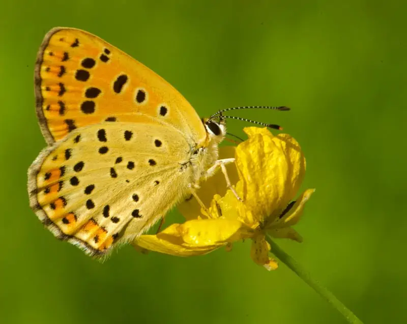 spiritual meaning of a yellow butterfly