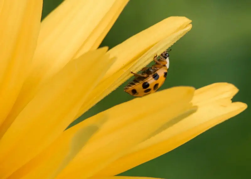 spiritual meaning of a yellow ladybug