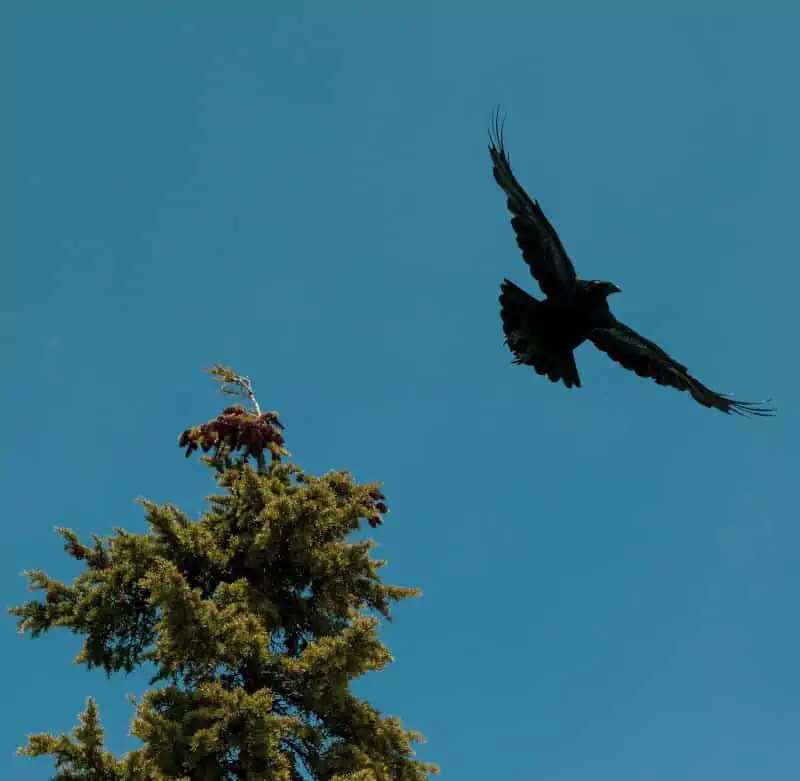 libra spirit animal raven