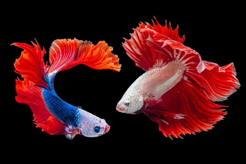 What Are The Pisces Spirit Animals? The 4 Guides Explained