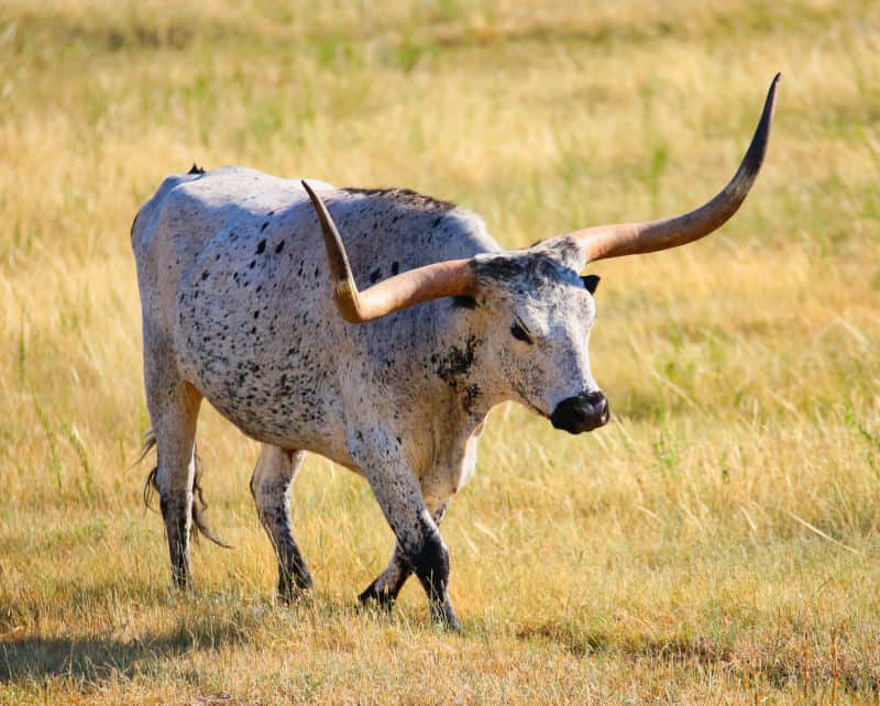 taurus spirit animal bull