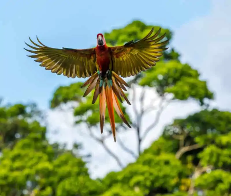 macaw zodiac sign