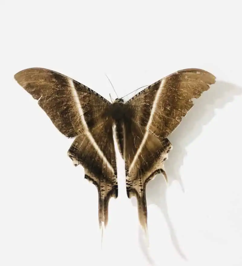moth spirit guide