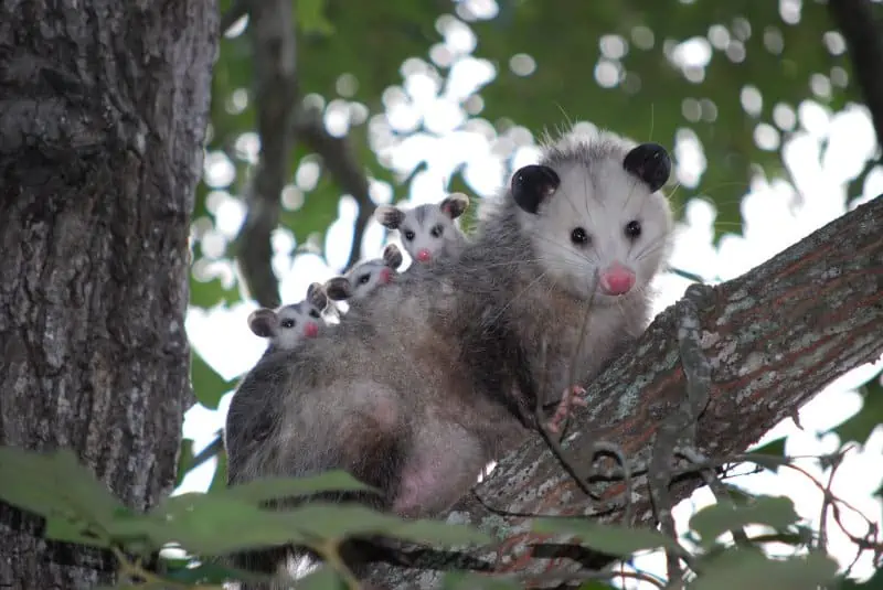 opossum cancer spirit animal