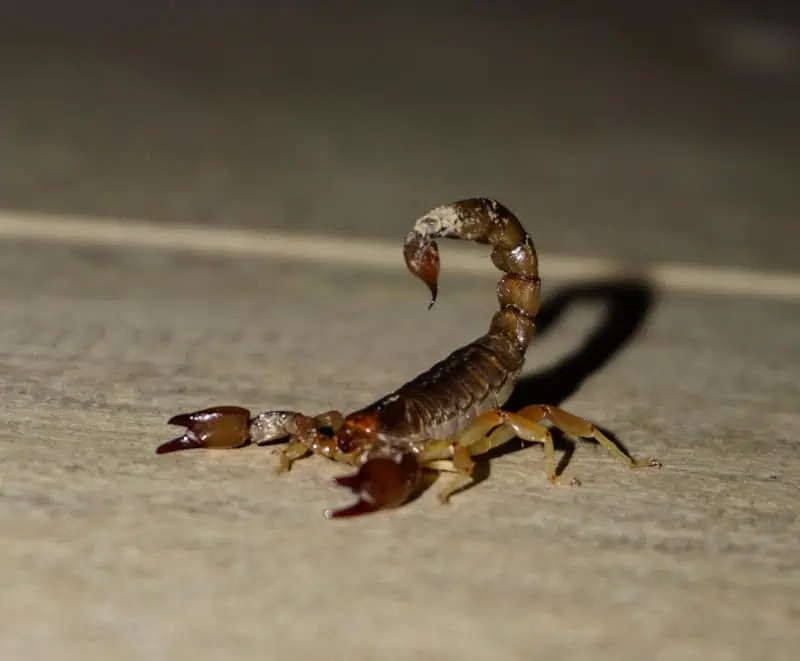 Scorpio Spirit Animal: 5 Amazing Animals That Represent This Zodiac Sign