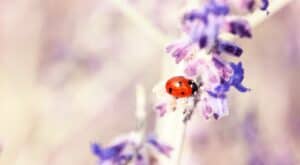 spiritual meaning of a ladybug
