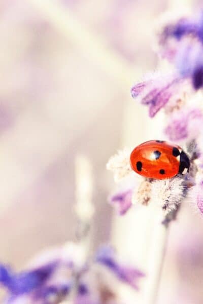 spiritual meaning of a ladybug