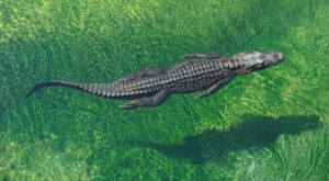 alligator header