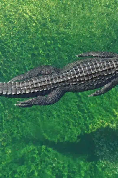 alligator header