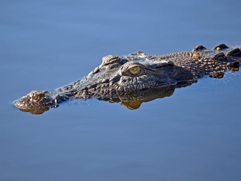 spiritual meaning of alligators