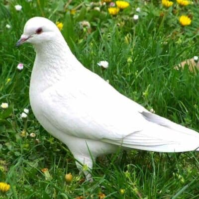 the white dove