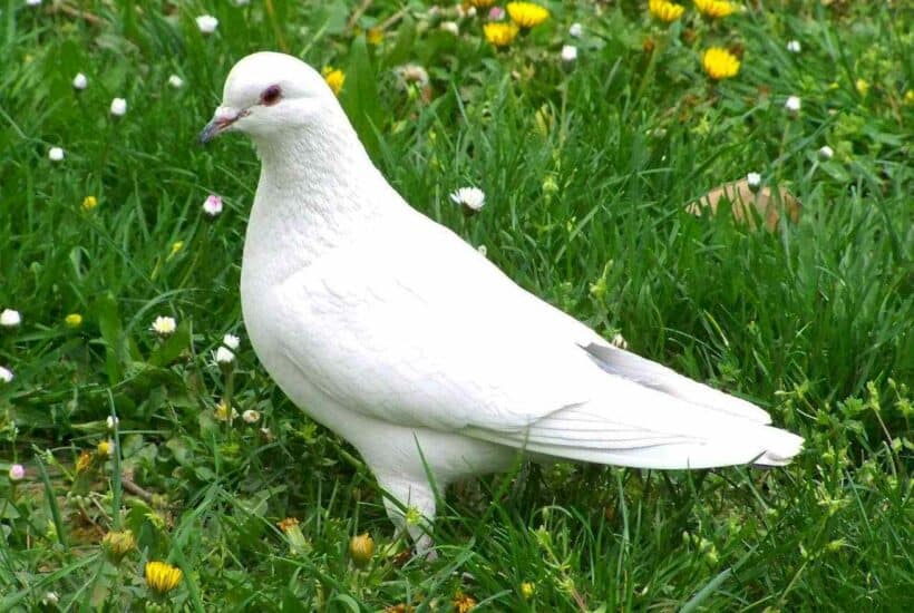 the white dove