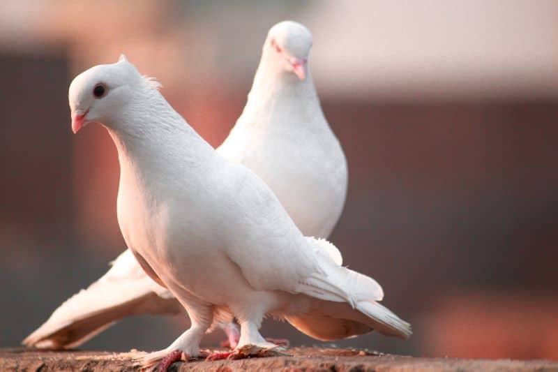 white dove meaning