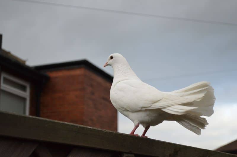 white dove visiting home