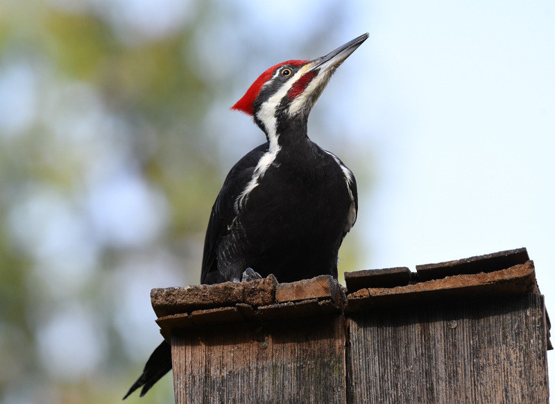 woodpecker spirit animal
